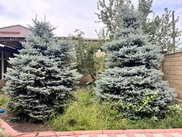 Садовые инструменты и инвентарь: Пара голубых елей, известных своей характерной конической формой и — 1