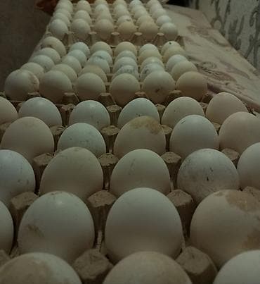 копчёный курдюк: Продаю свежие яйца от кур породы Леггорн 🐔 ✔ В наличии: 100 штук ✔ — 3