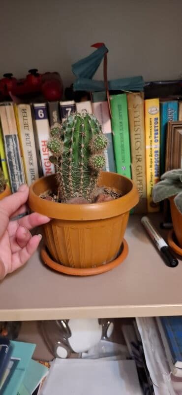 кактусы купить: Кактусы в горшках. - Домашние кактусы в пластиковых горшках с — 2