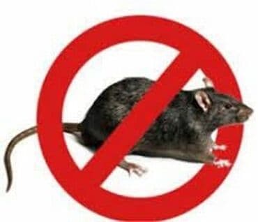 уничтожение клоп блох: Дезинфекция, дезинсекция, | Клопы, Блохи, Тараканы, | Дома, Дворы — 1