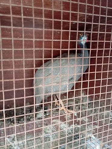 Бышырылган, нан булочка азыктары: Цисарка сатылат мекиш жаш баасы 1300 сом - Домашняя птица с — 1