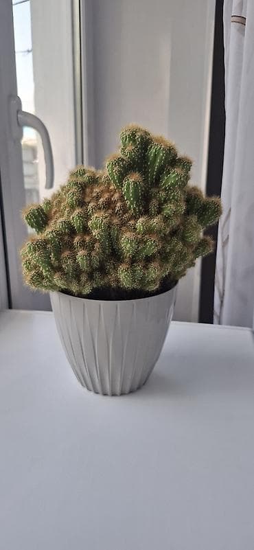 декор для салона красоты: Декор для дома и сада, Самовывоз — 2