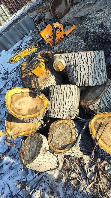 seven days: Спил деревьеПрофессиональные высотные работы по деревьям удаление — 1