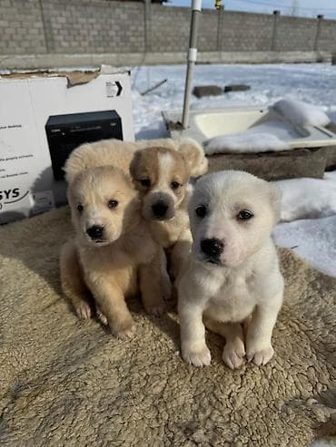 белинский афчарка: Алабай
Дата рождения: 21.12.2025 — 1