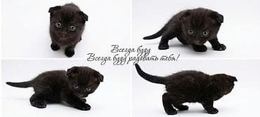 котята мейкун: Маленький комочек счастья ищет любящую семью! 🖤(маленькая девочка) — 1
