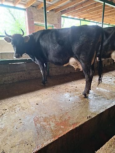 продаю коров: Продаю | Корова (самка) | Для молока | Привязанные — 3