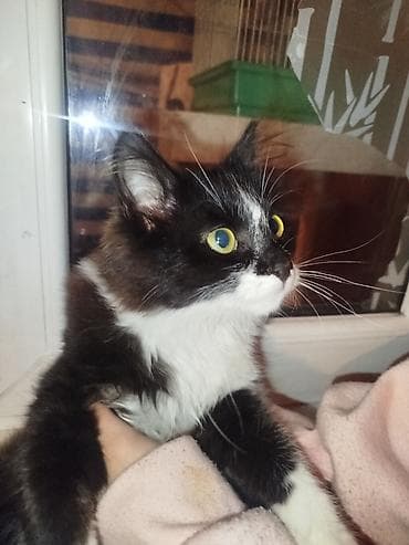 енот купить бишкек: 6 месяцев, Мальчик, Приучена к лотку, С прививками — 1