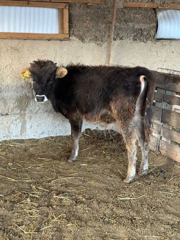 собаки бишкек: Продаю | Музоо, торпок | На откорм — 3