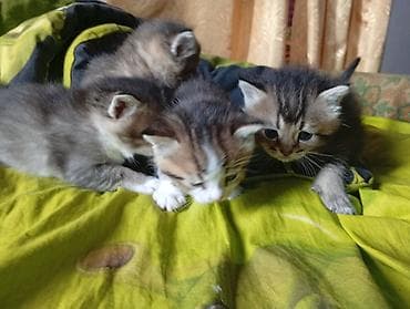 кошка шотландская цена: Котята, помет из нескольких малышей. - Окрас: тигровые (табби) и — 1