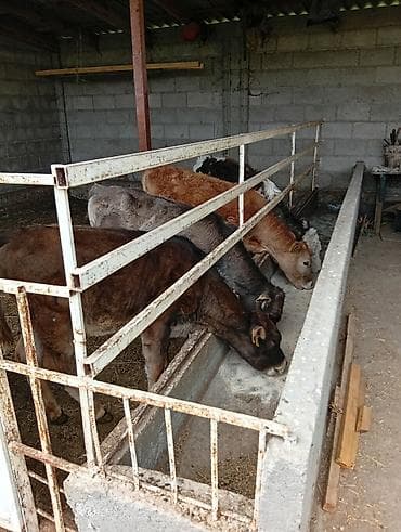 продается кашара: Кормушка для телят/крупного рогатого скота с ограждением - — 1