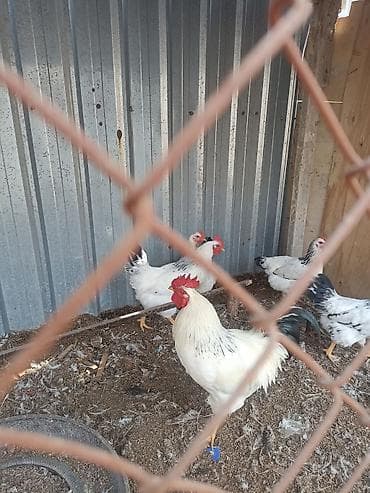 Индюки: Продаю | Куры | Для разведения — 1