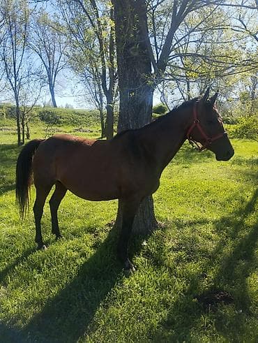 парода бука: Продаю | Кобыла (самка) | Для разведения | Племенные — 5