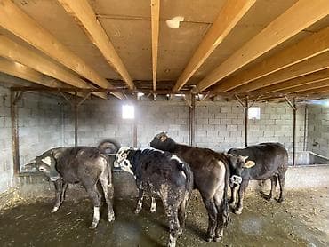 бычки телята: Продаю | Бык (самец) | На откорм — 3