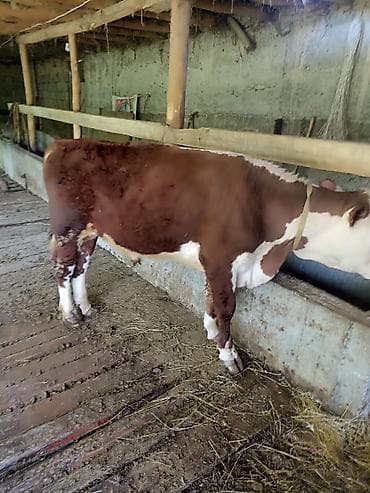 корма для сх животных: Продаю | Бык (самец) | На откорм | Привязанные — 1