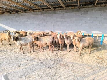 сельскохозяйственные животные продажа: Продаю | Ягненок, Овца (самка) | Арашан | Для разведения | Племенные — 5