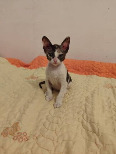 продаю охотничий собаку дратхар: Дондук сфинкс, 2 айлык, Ургаачы, Таш бака, Лотокко барууга үйрөтүлгөн — 2