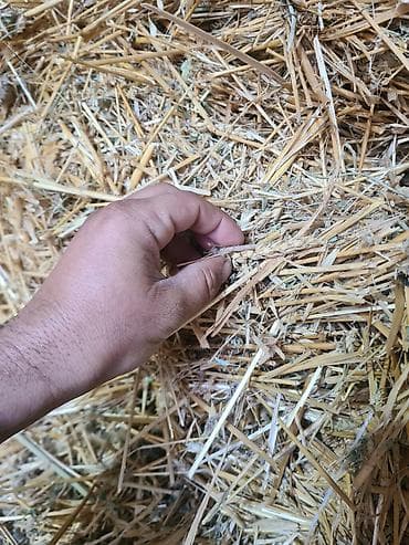 Солома пшеничная с колосьями, 400 тюков