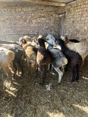 номер приюта для животных бишкек: Продаю | Ягненок, Баран (самец) | На забой, Для разведения | Кастрированные, Осеменитель — 4