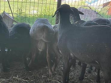 Айыл-чарба жаныбарлары: Сатам | Кочкор (эркек) | Көбөйтүү үчүн | Асыл тукумдуу — 1