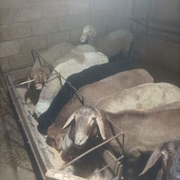племенные коровы молочные купить: Продаю | Овца (самка) | Для разведения — 4