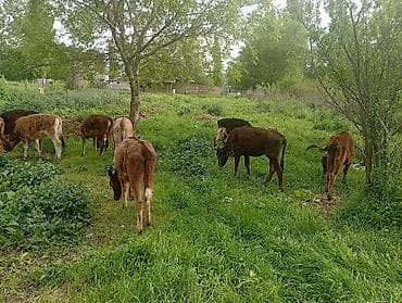 я ишу карову: Продаю | Музоо, торпок — 4