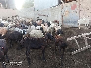 стимуляторы роста для овец: Продаю | Баран (самец) | Для разведения | Матка — 5