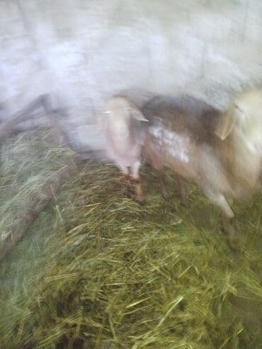 отдам в добрые руки собаку: Продаю | Овца (самка) | Для разведения — 1