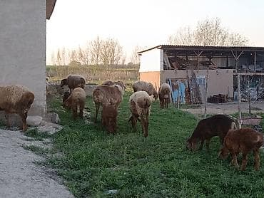 резинка для скота: Продаю | Овца (самка) | Для разведения | Матка — 10