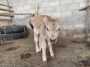 Продаю | Музоо, торпок | На откорм, На забой, Для разведения