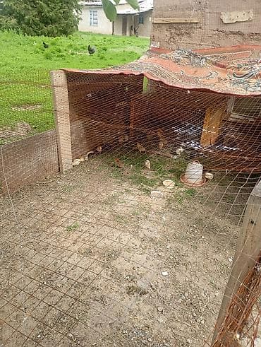 Продам с/х животных: Домашняя птица для подворья - Утки: на выгуле видно — 3