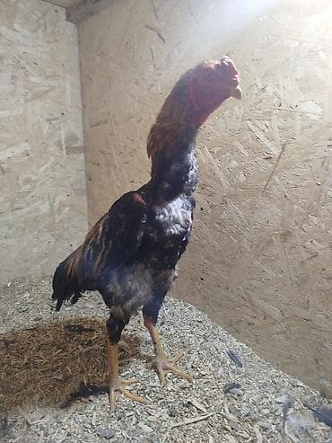 продаю курицу: Продаю | Куры — 1