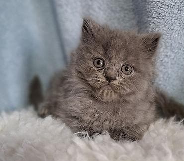 scottish fold: Скотиш Страйт (Шотландская прямоухая), 2 месяца, Мальчик, Голубой, Приучена к лотку, Проглистована — 3