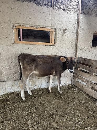 Животные: Продаю | Бык (самец) | Алатауская — 3