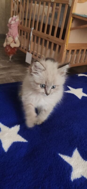 Грызуны: 2 месяца, Девочка, Приучена к лотку, Проглистована — 9