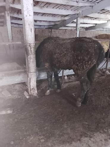 Ветеринар кызматы: Сатам | Байтал | Союуга — 3