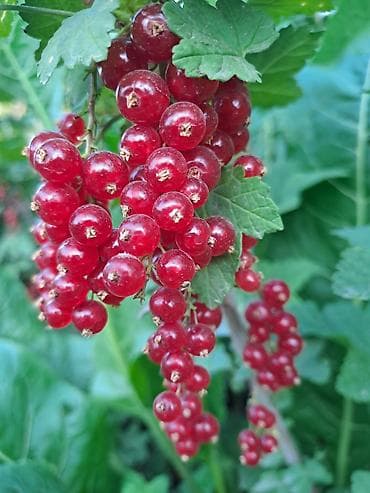 орехи продам: Смородина — 2