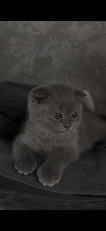 купить собаку доберман в бишкеке: Шотландский вислоухий котёнок (Scottish Fold), окрас — сплошной — 2