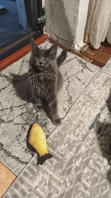 Породистые котята мейн-кун Описание: - Крупные, породные малыши с