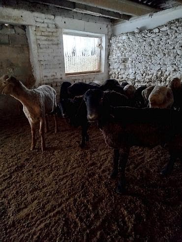 цена вислоухой кошки: Продаю | Баран (самец) — 4