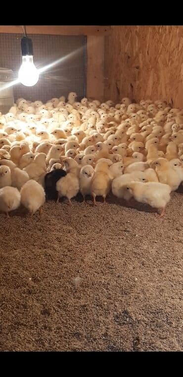 наполнитель для животных: Продаю | Цыплята, Инкубационные яйца | Кучинская, Суссекс | Для разведения, Несушки — 2