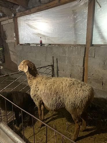 кой: Продаю | Овца (самка) | Арашан — 2