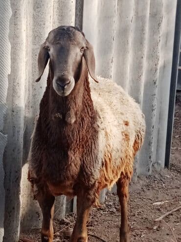 щенок немецкой овчарки купить: Продаю | Баран (самец) | Гиссарская | Для разведения — 1