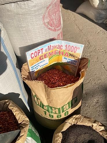 нут цена бишкек: Жугору урук семена 🌽 силос Манас 1000 Ала-тообудан гарантия100%малга — 4