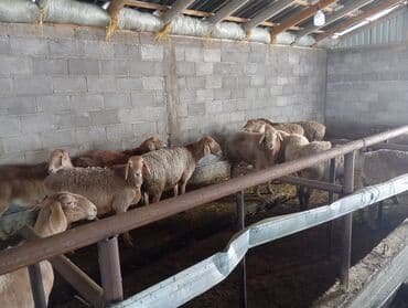 кролики бабочка: Продаю | Овца (самка) | Для разведения | Матка — 4