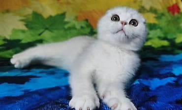 cat litter: Скотиш Фолд (Шотландская вислоухая), 2 месяца, Мальчик, Серебристая шиншилла — 3