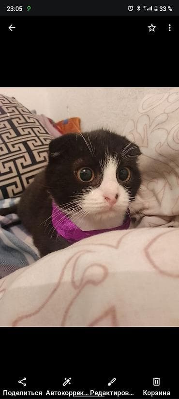 Үй жаныбарлары: Шотландский вислоухий котёнок (окрас: чёрно-белый, биколор) - Порода — 1