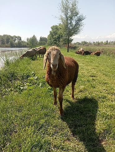 ит атаар: Сатам | Кочкор (эркек) | Арашан | Көбөйтүү үчүн — 3