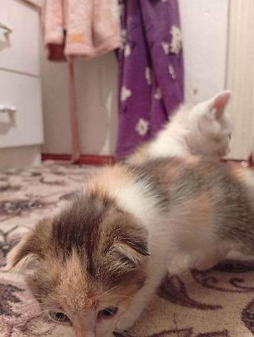 scottish fold: Котята, домашнее потомство. - Порода: беспородные (домашние). - — 2