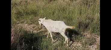 шотландская вислоухая кошка фото цена: Продаю | Козёл (самец) | Зааненская | Для разведения | Племенные, Осеменитель — 5