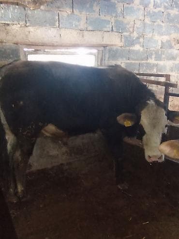 коровы ала тоо: Продаю | Бык (самец) | На откорм | Привязанные — 3